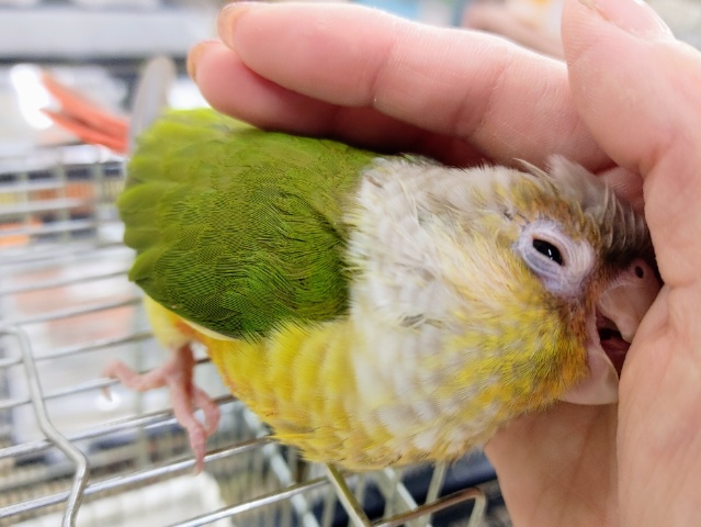 ホオミドリウロコインコ