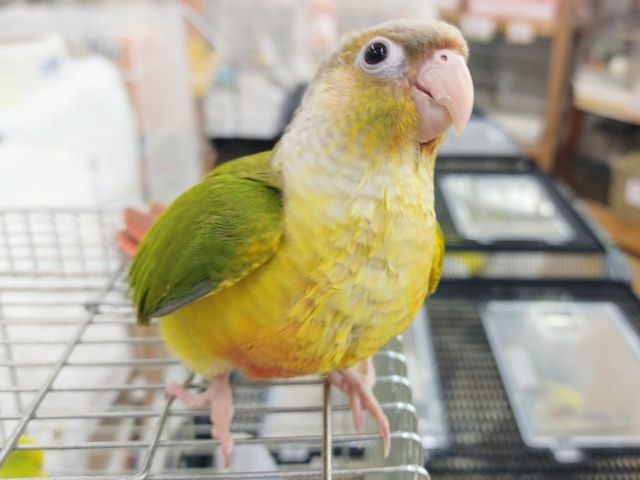 最新画像更新❤かごデビュー❤ウロコインコ(パイナップル)のヒナ入荷しました❤