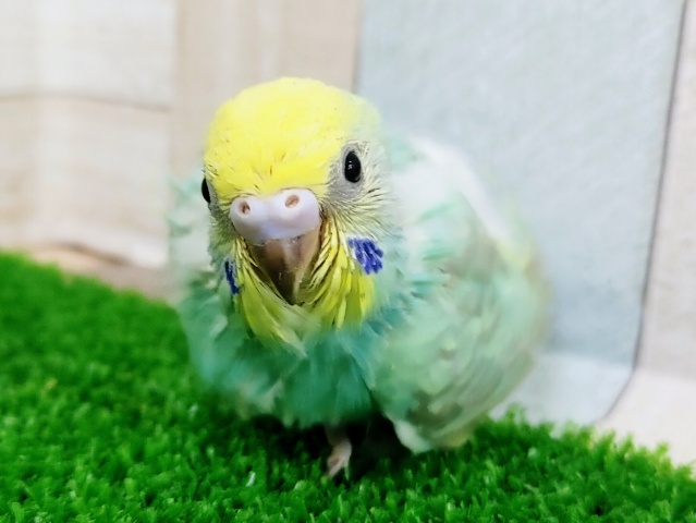 セキセイインコ(パステルレインボー)のヒナさん入荷しました❤