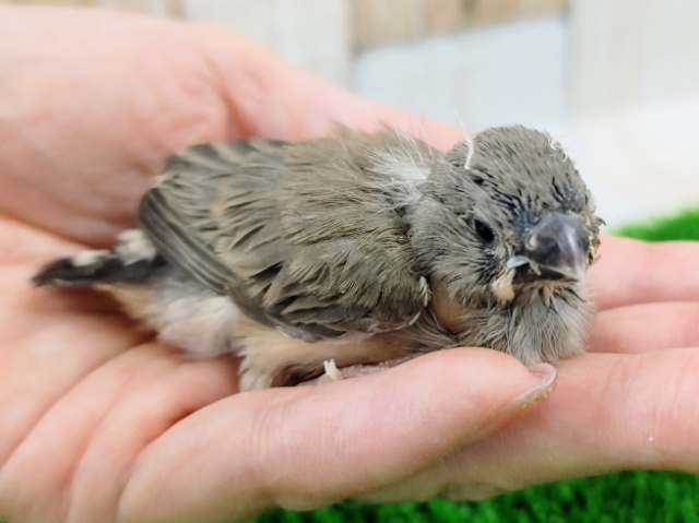 錦花鳥（キンカチョウ）