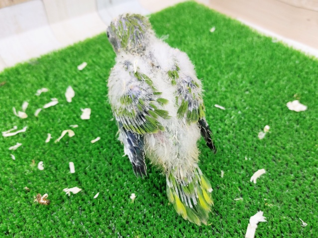 オキナインコ