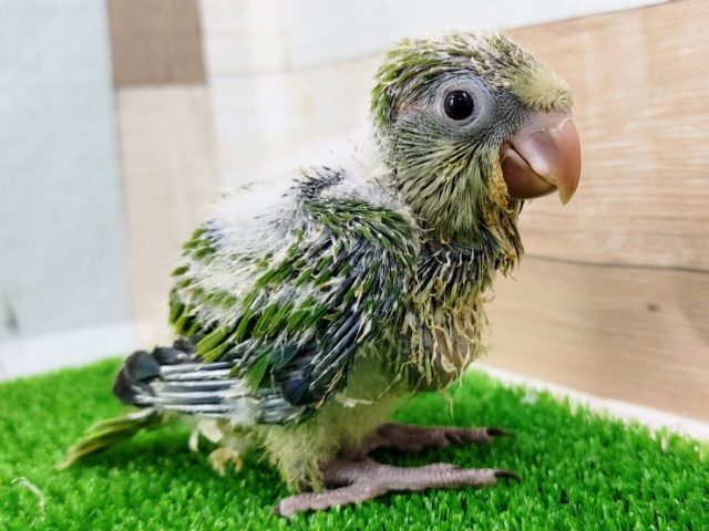 オキナインコ