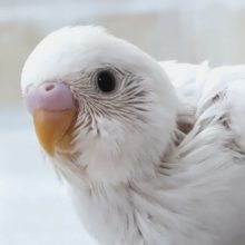 美しい圧倒的な色合い🤍　セキセイインコ(ダブルファクター)
