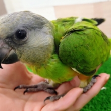 最新画像＆動画更新❤久々！！セネガルパロットのヒナ入荷しました❤