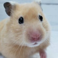 ブリブリツヤツヤサテンハムスター！