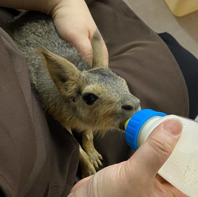哺乳器大好き☆ マーラ、入荷予定のお知らせ〜〜 説明画像です