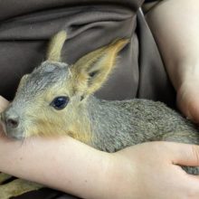 哺乳器大好き☆ マーラ、入荷予定のお知らせ〜〜