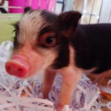 お初ですねっ♬ マイクロブタの入荷予定のお知らせです！　