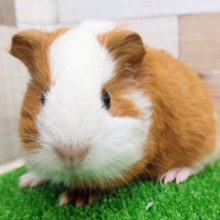 イングリッシュモルモットくん(白茶)入荷しました〜❤