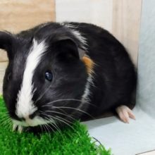 イングリッシュモルモットくん(白黒ちょっと茶)入荷しました〜❤