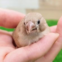 色変わり❣️キンカチョウのヒナ入荷しました〜❤