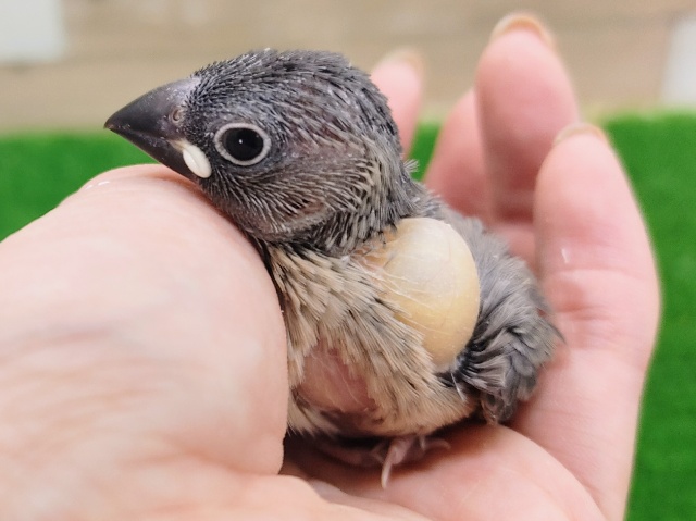 桜文鳥