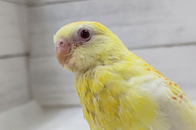 最新画像あり どんな鳴き声聞かせてくれるかな 美声インコ ルビノー 東京からもほど近い 千葉県 神奈川県 埼玉県でビセイインコ 美声インコ を販売するペットショップ