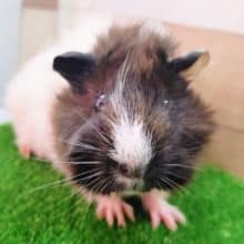 アビシニアンモルモットのベビー入荷しました❤