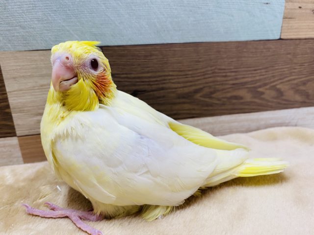 オカメインコ