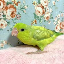 マメルリハ  パステルグリーン  男の子  6/27