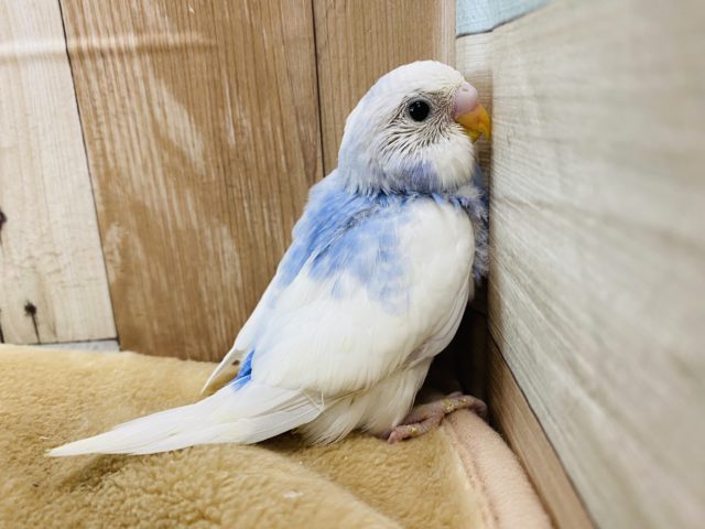 性格もカラーも上品なセキセイインコ♪スパングルパイドやって来ました！