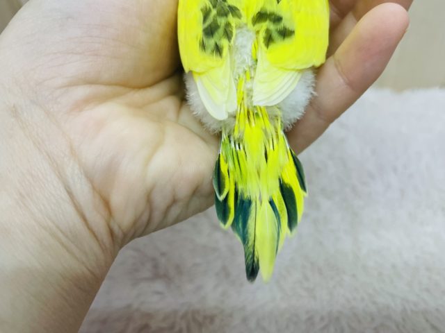 セキセイインコ