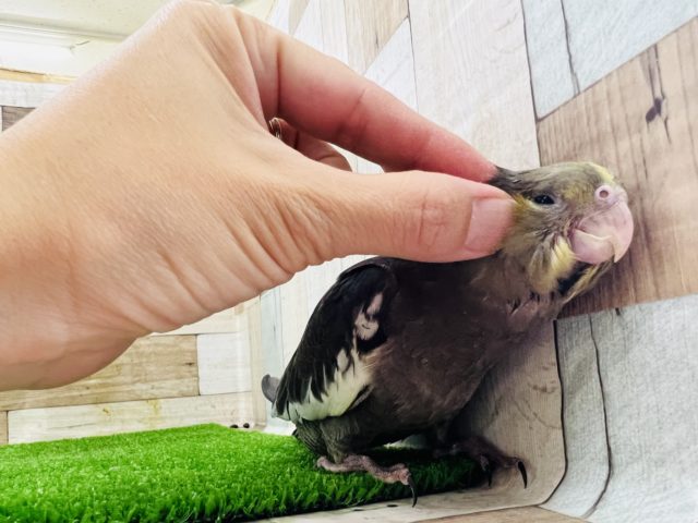 オカメインコ