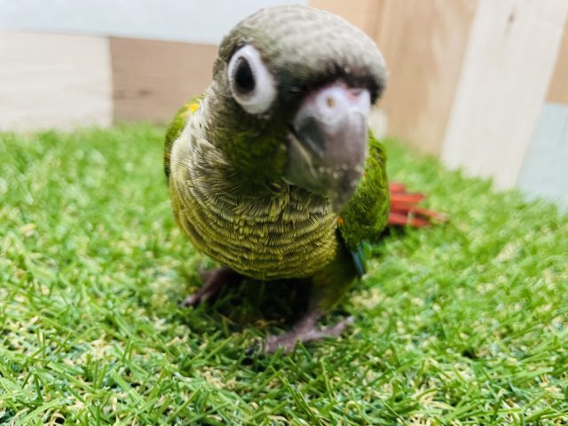 ワキコガネウロコインコ