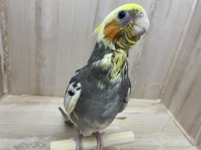 かまってほしいんです〜甘えん坊さんのオカメインコ！パイド