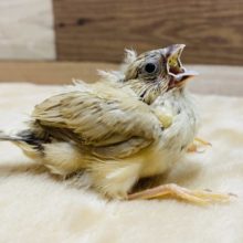 綿毛の可愛い小さい鳥さん♡シナモンカラーのキンカ鳥！