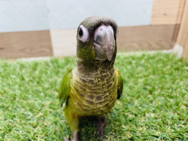 ワキコガネウロコインコ