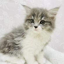 存分に甘えますっ♥サイベリアンちゃん！