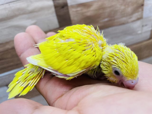 セキセイインコ