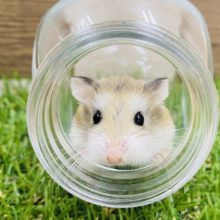 あと1匹☆とても活発で元気です！！ロボロフスキーハムスターのノーマルカラー♪