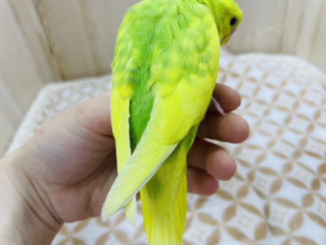 セキセイインコ