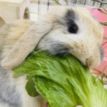 最新画像になりますよ！！！ゴロゴロしたいよ〜！ゆるふわウサギさん♪ ロップイヤーラビット