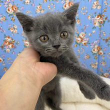 甘ったれブリティッシュショートヘアの男の子🌟