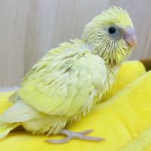 ★★★クリーミーセキセイさん登場★★★ セキセイインコ クリームパイド