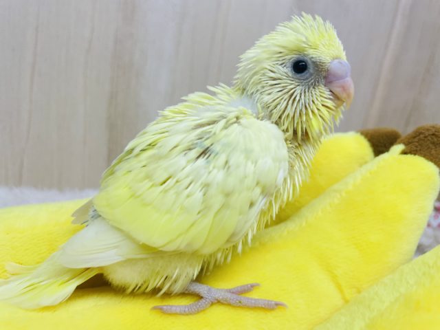 ★★★クリーミーセキセイさん登場★★★ セキセイインコ クリームパイド