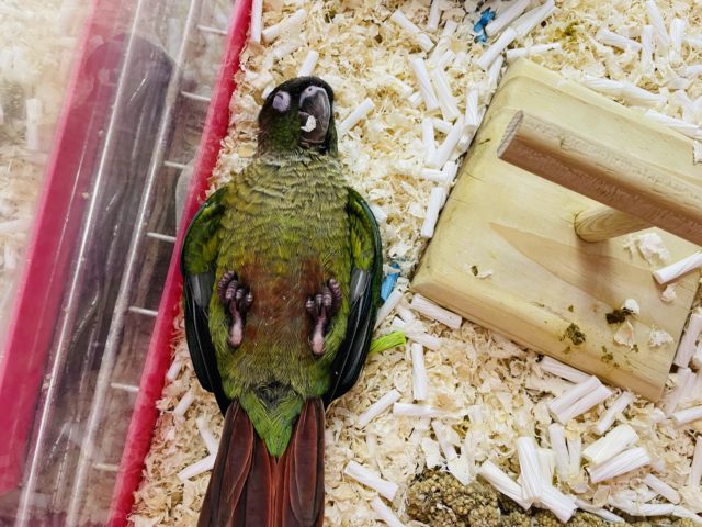 ワキコガネウロコインコ