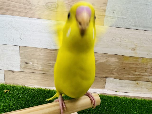 セキセイインコ