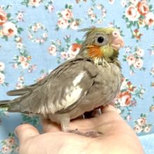 オカメインコ  シナモン  6/13