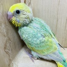 必見！グリーンが綺麗なんです！！　セキセイインコ　パステルカラーレインボー