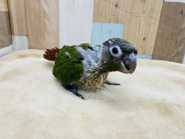 ワキコガネウロコインコ