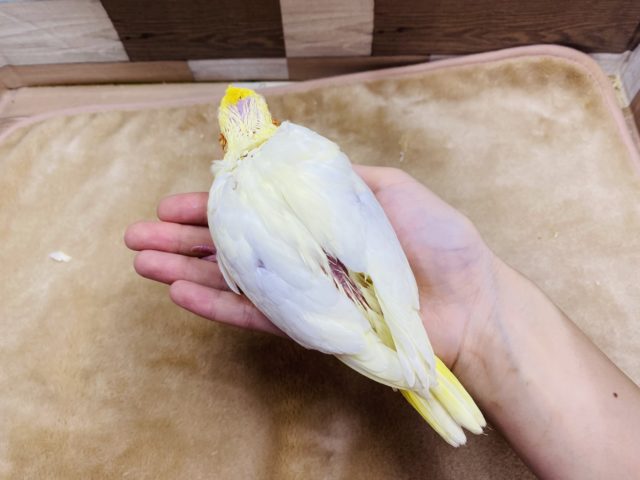 オカメインコ