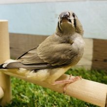 最新画像あり！！まるで博士のような綿毛が可愛いキンカ鳥の雛がやって来ました！！