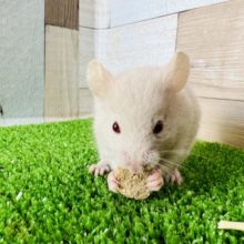 アルビノー！カラーハムスター☆