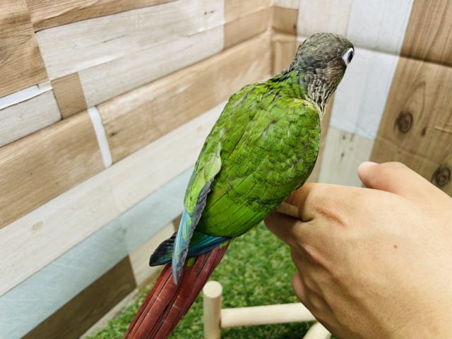 ワキコガネウロコインコ