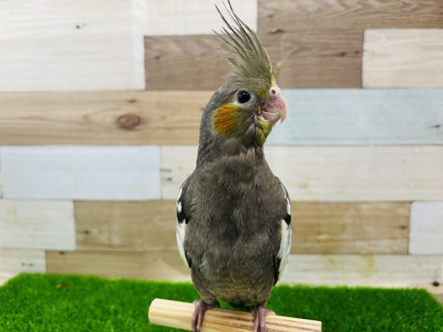 最新画像更新☆ベタ馴れノーマルオカメインコ