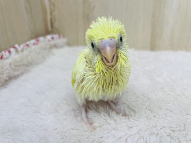 セキセイインコ