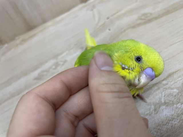 最新画像になりますよ〜☆元気に動きまわっちゃいますよ～　セキセイインコ　スパングルパイド