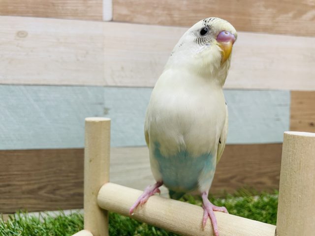 最新画像有り☆クリームカラーが可愛いんです！セキセイインコのクリームハルクインカラー！