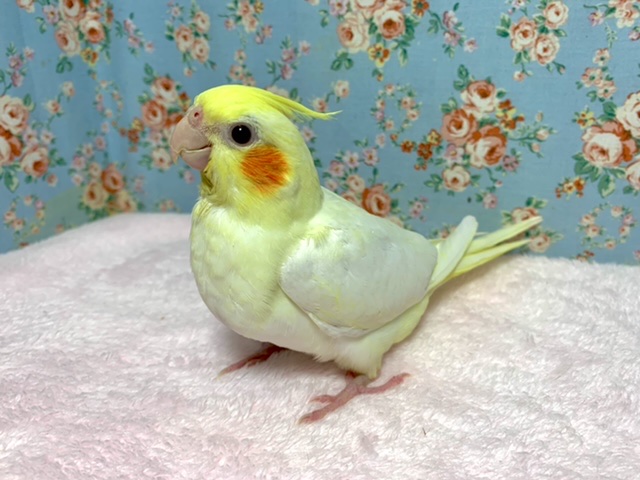 オカメインコ