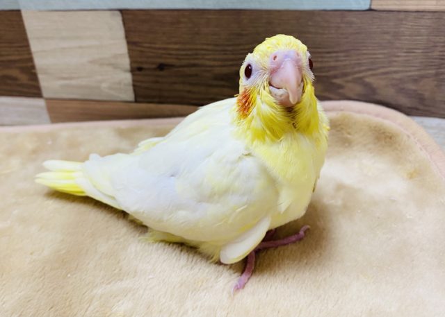 赤いほっぺが可愛いオカメインコ♪定番人気のルチノー！！